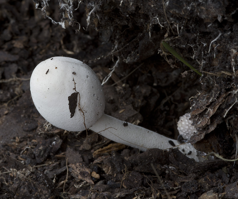 Leucocoprinus cepistipes